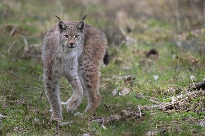 Ilves